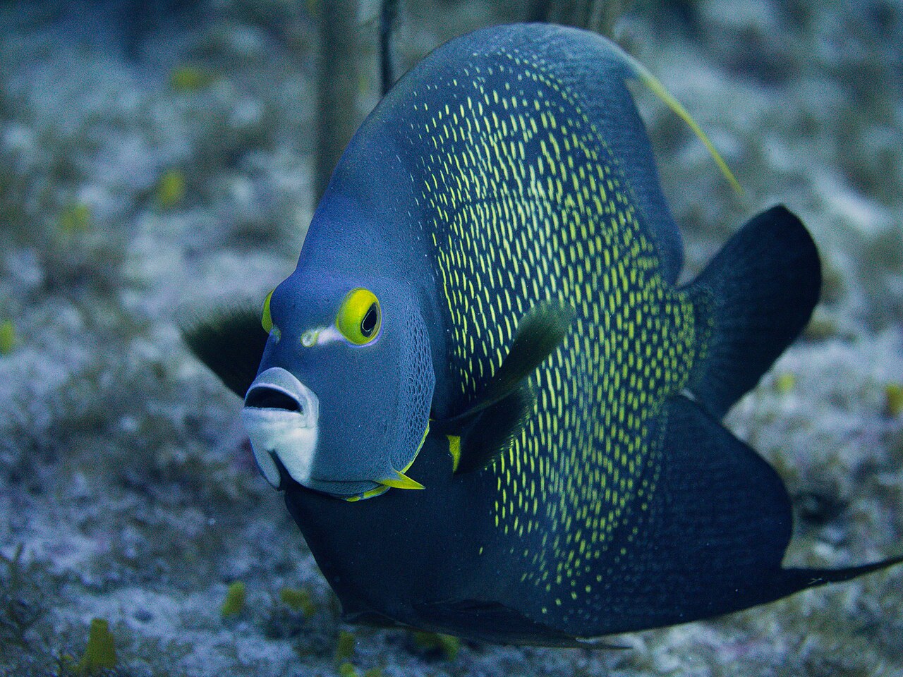 What Fish Are Best Kept With Angelfish?