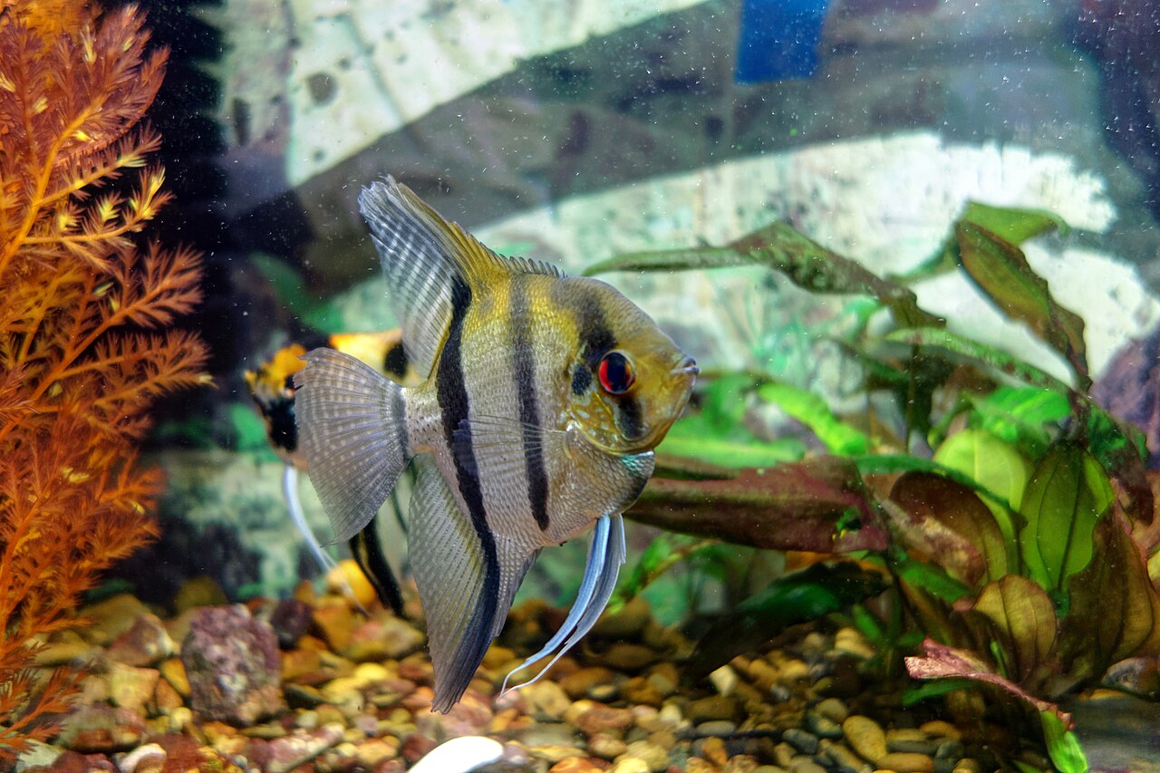Freshwater Angelfish: 3 Species, Tank Size and Fish to Avoid