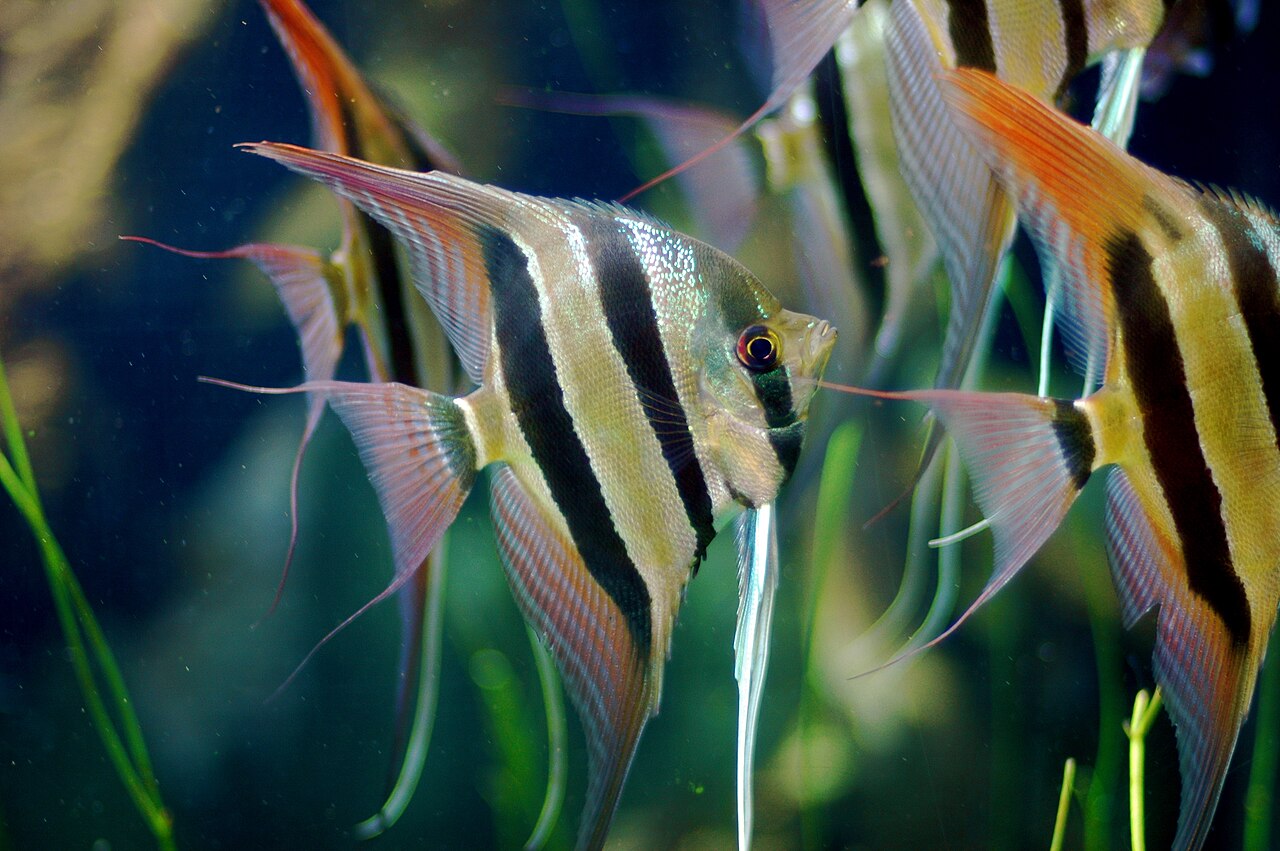 How Many Freshwater Angelfish Should Be Kept Together?