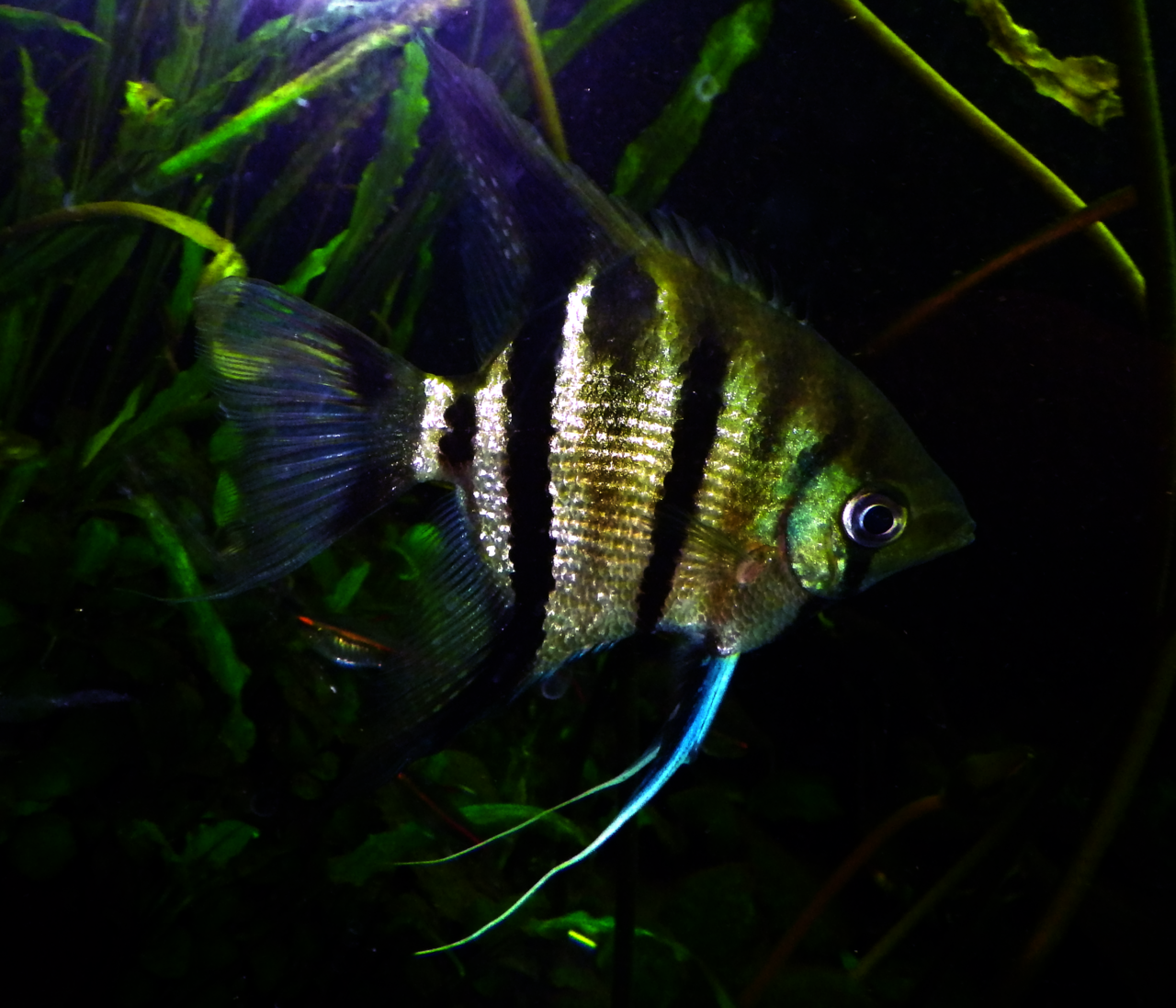 Are Freshwater Angelfish Easy to Keep?