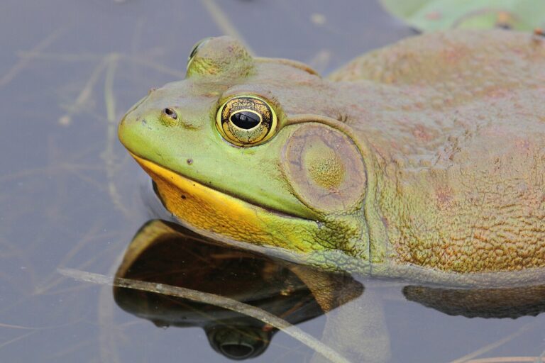 Frog Poop: What It Looks Like and How to Identify It