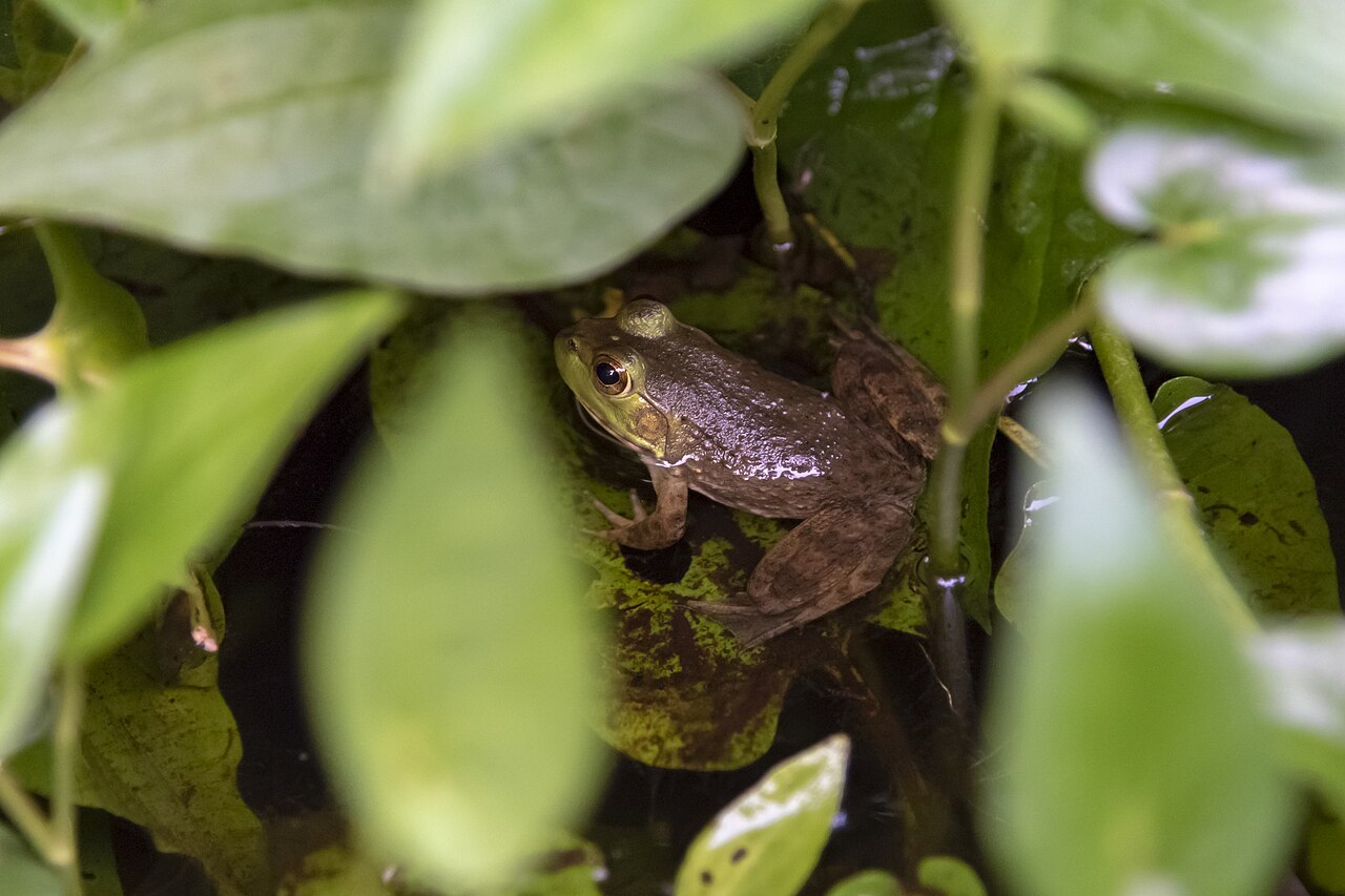 What Does Toad Poop Look Like?