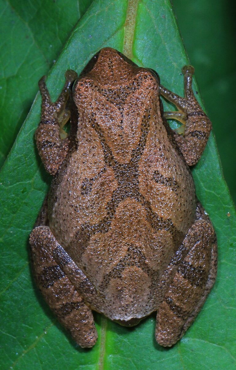 Frog Sounds: What Each Call Means and Who Makes It