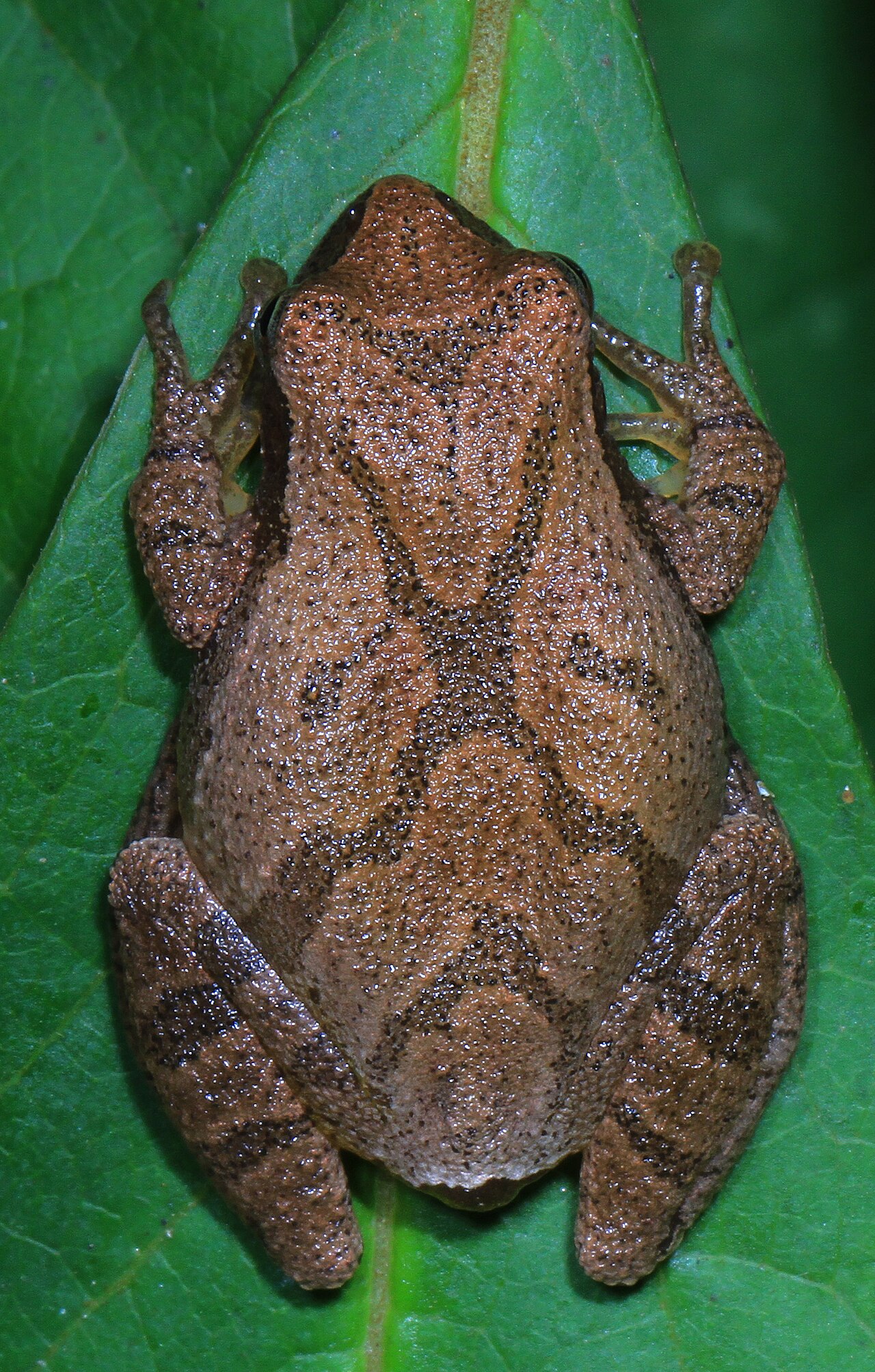 Frog Sounds: What Each Call Means and Who Makes It