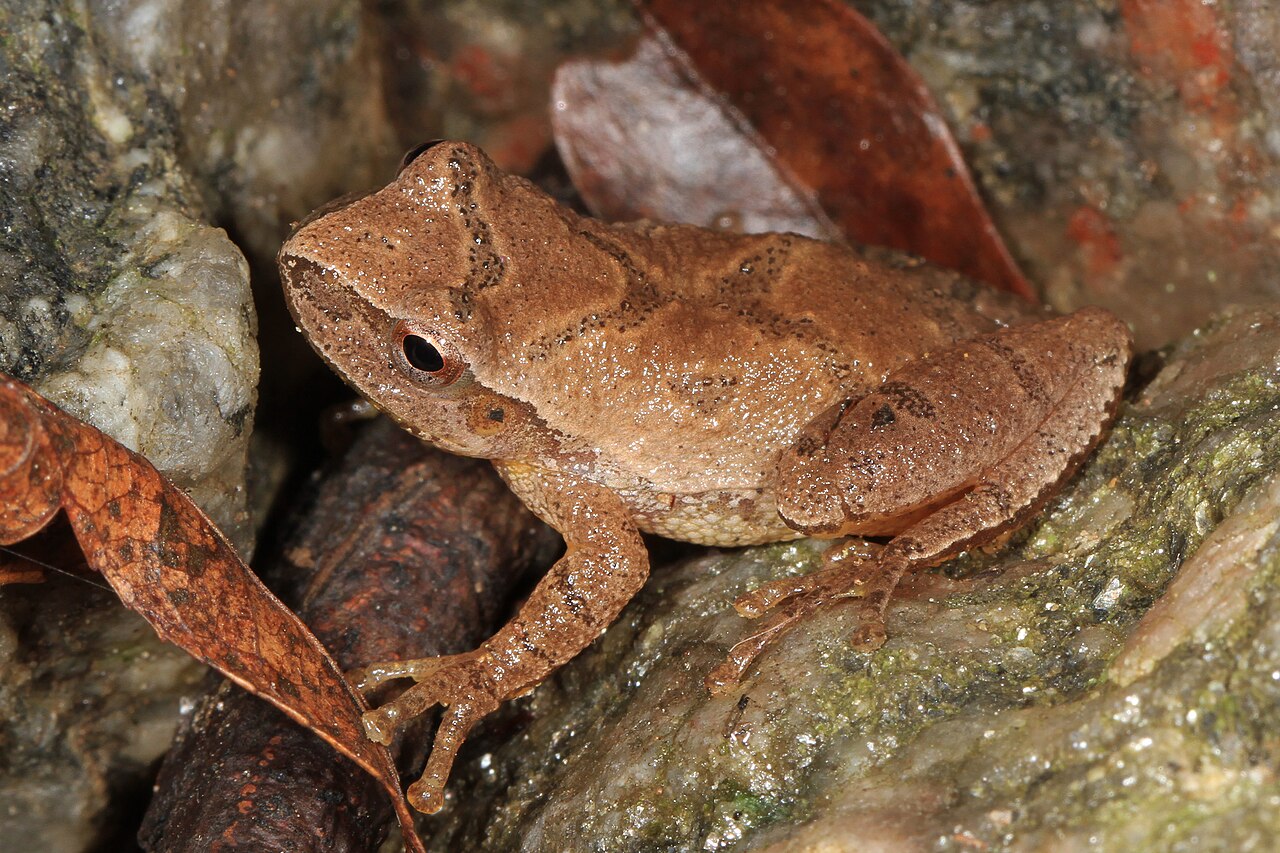 Why Do Frogs Call?