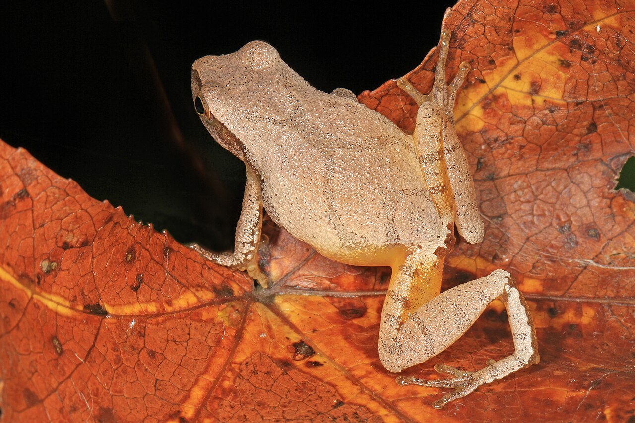 How Do Frogs Make Sound?