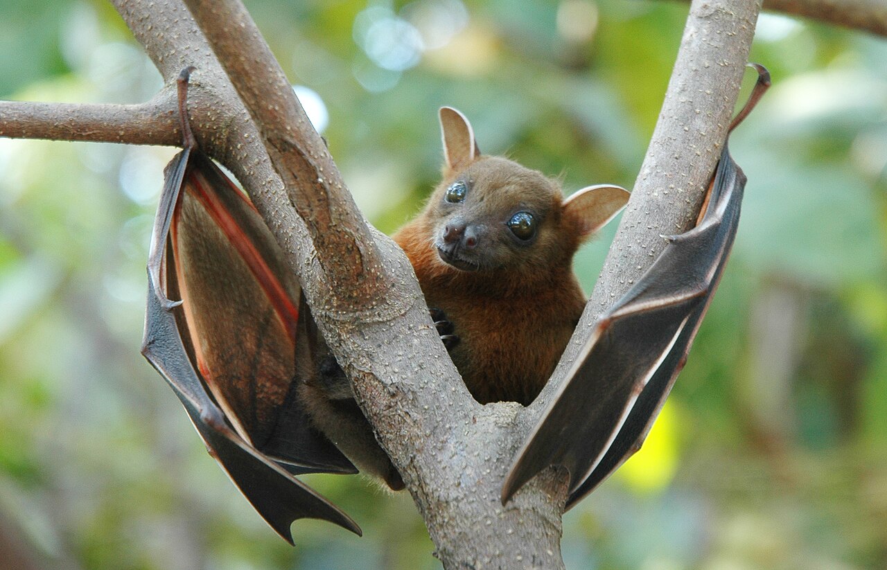 Fruit Bat: Size, Diet, Range, and Why You Never Touch One