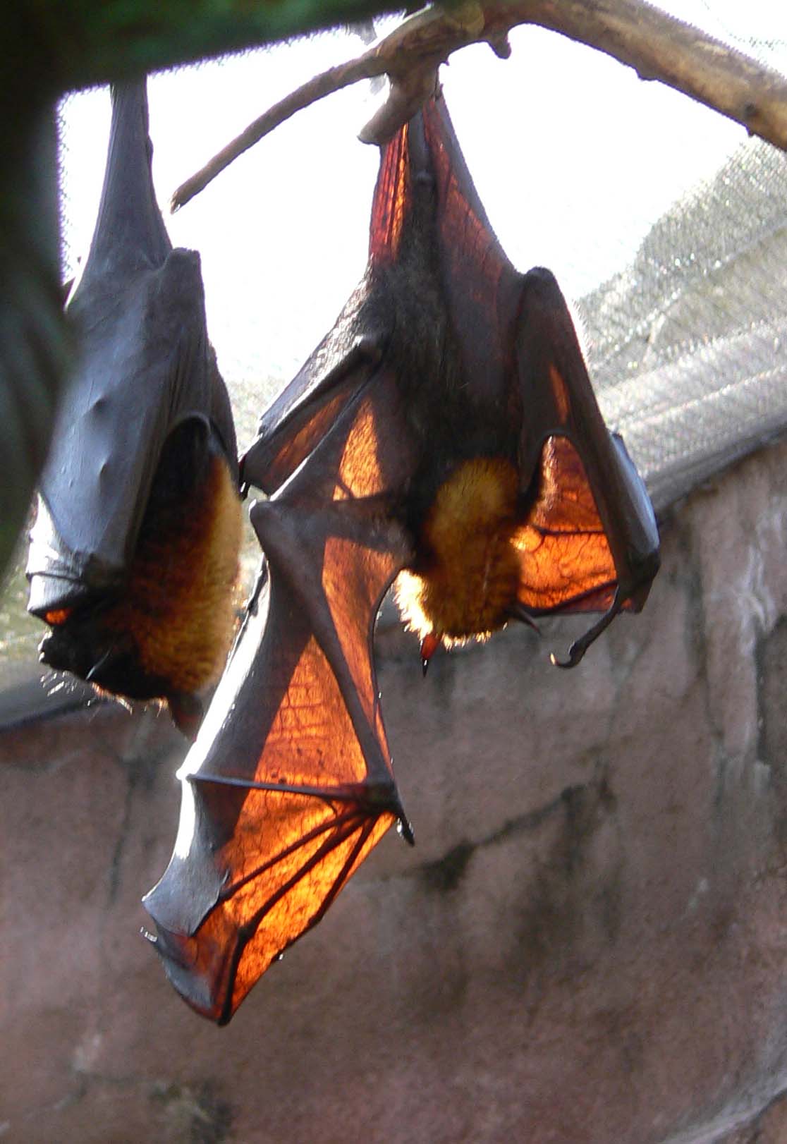 Why Is It Called a Fruit Bat?