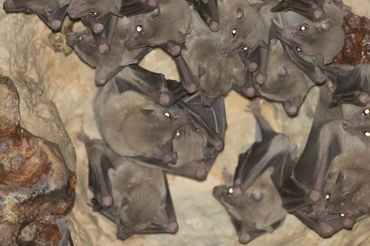 Are There Any Fruit Bats in the US?