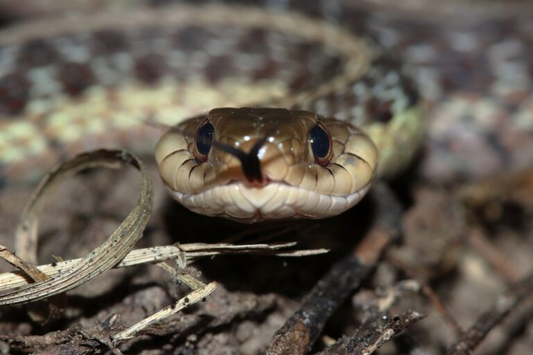 Garter Snake Bite: What It Feels Like and What to Do
