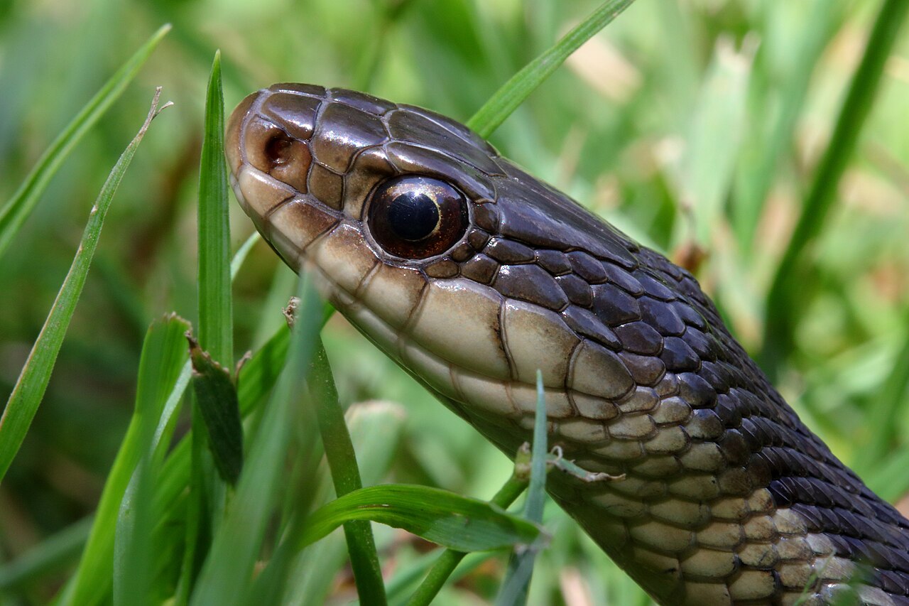 Are Garter Snakes Venomous?