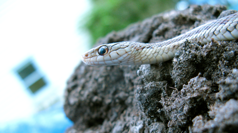 Garter Snake: Identification, Diet, and Whether It’s Dangerous