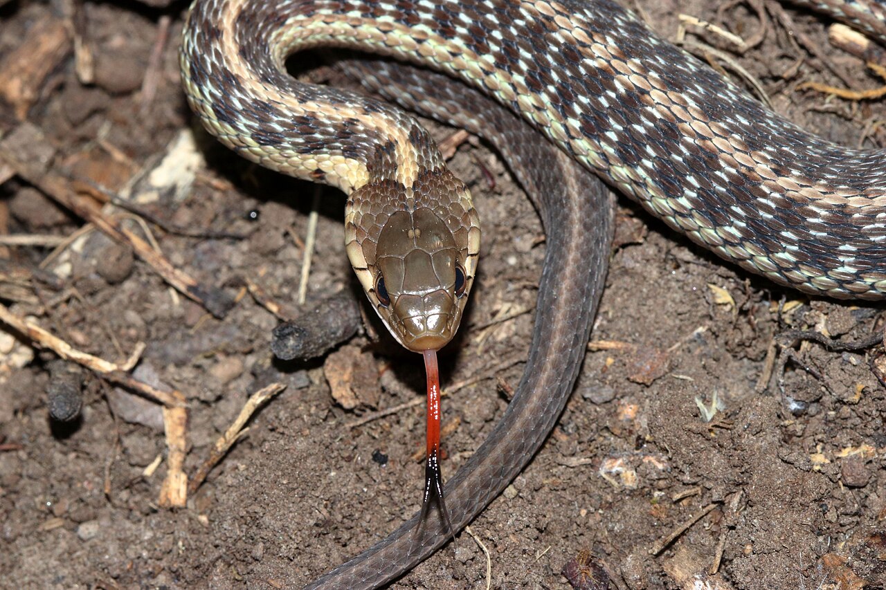 Are Garter Snakes Harmless?