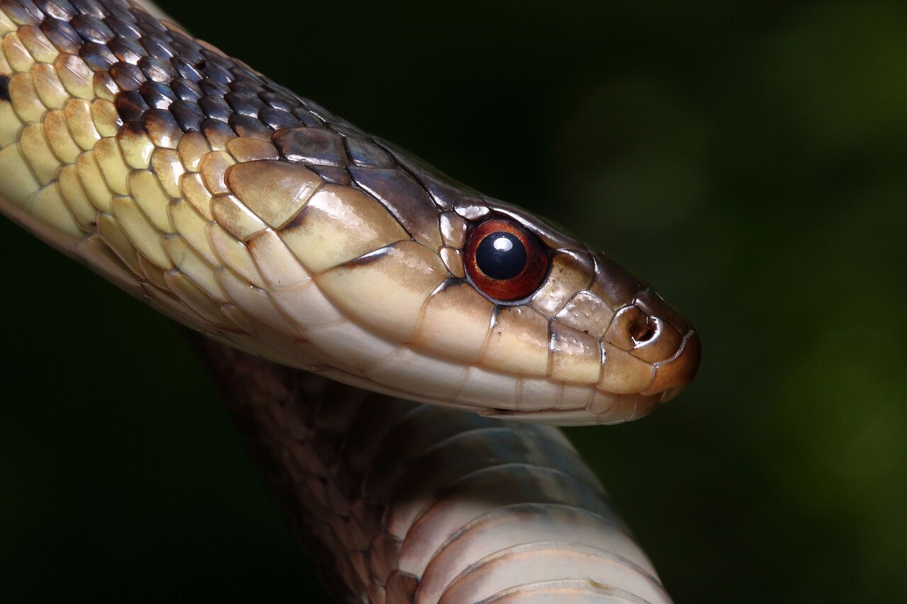 How Venomous Is a Garter Snake?