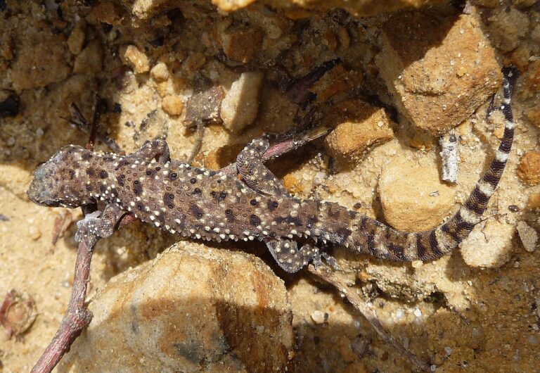 Gecko Poop: Identification and How to Clean It Up