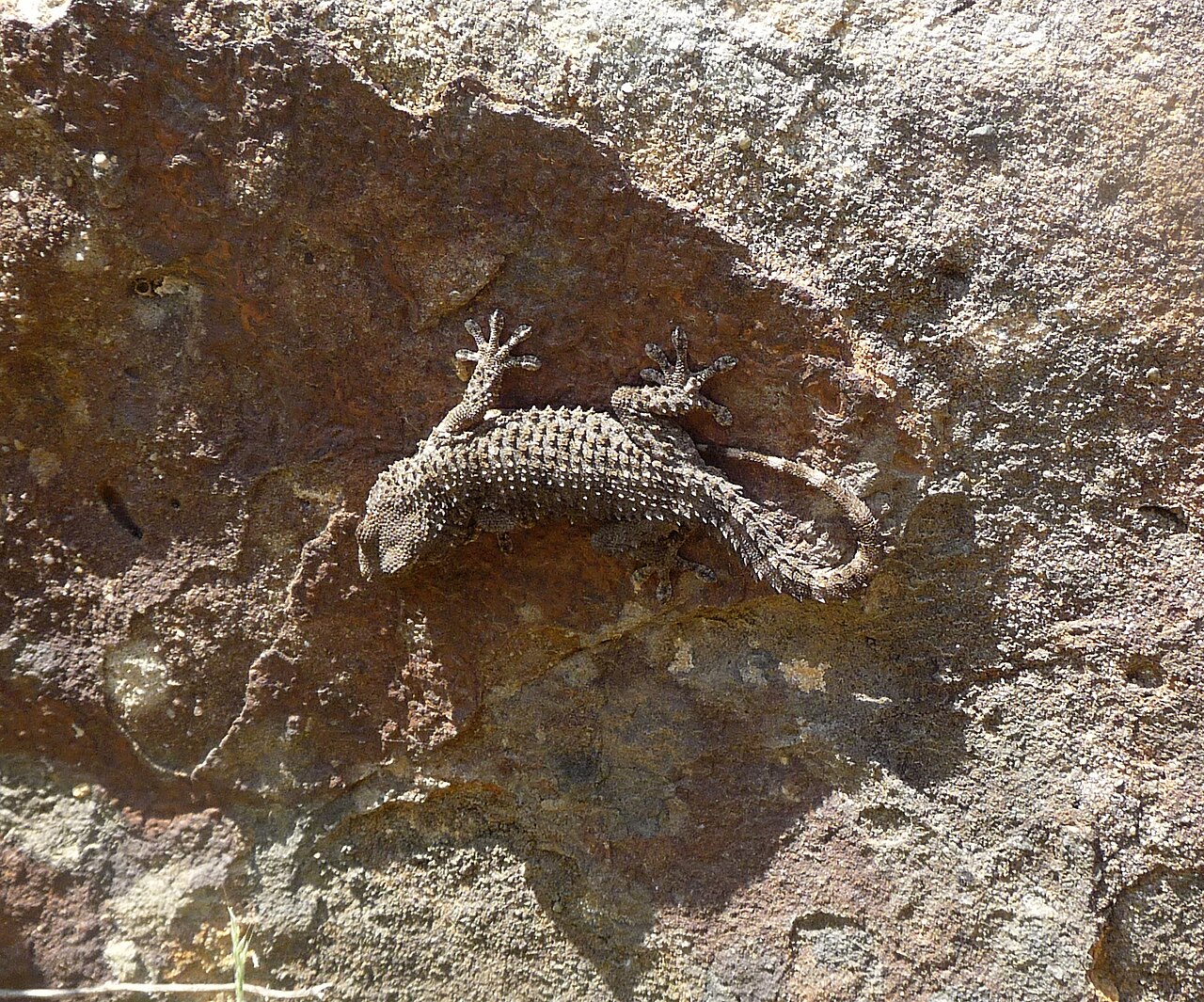 Gecko Poop vs Mouse Poop