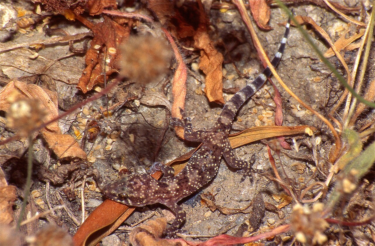 Gecko Poop vs Other Lizard and Insect Droppings
