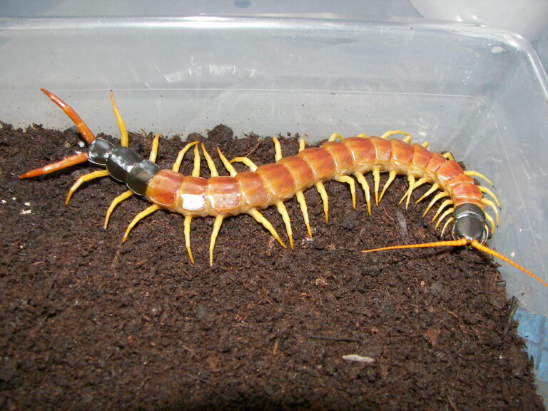 Giant Desert Centipede: Identification and Bite Risk