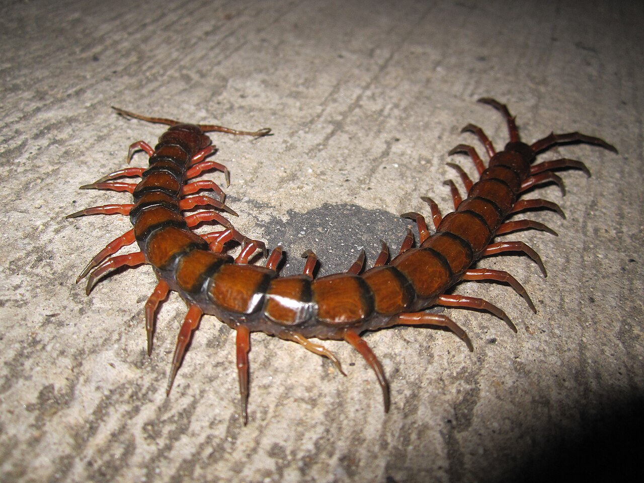 How to Identify a Giant Desert Centipede
