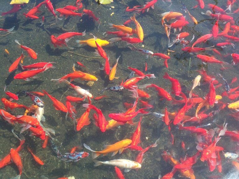 Giant Goldfish: How Big They Really Get and the 67 lb Myth