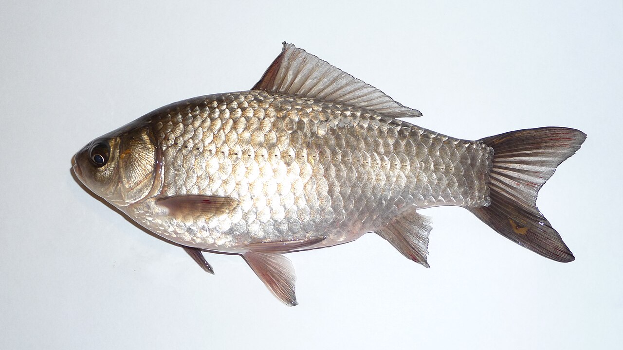 How Big Can a Giant Goldfish Get?