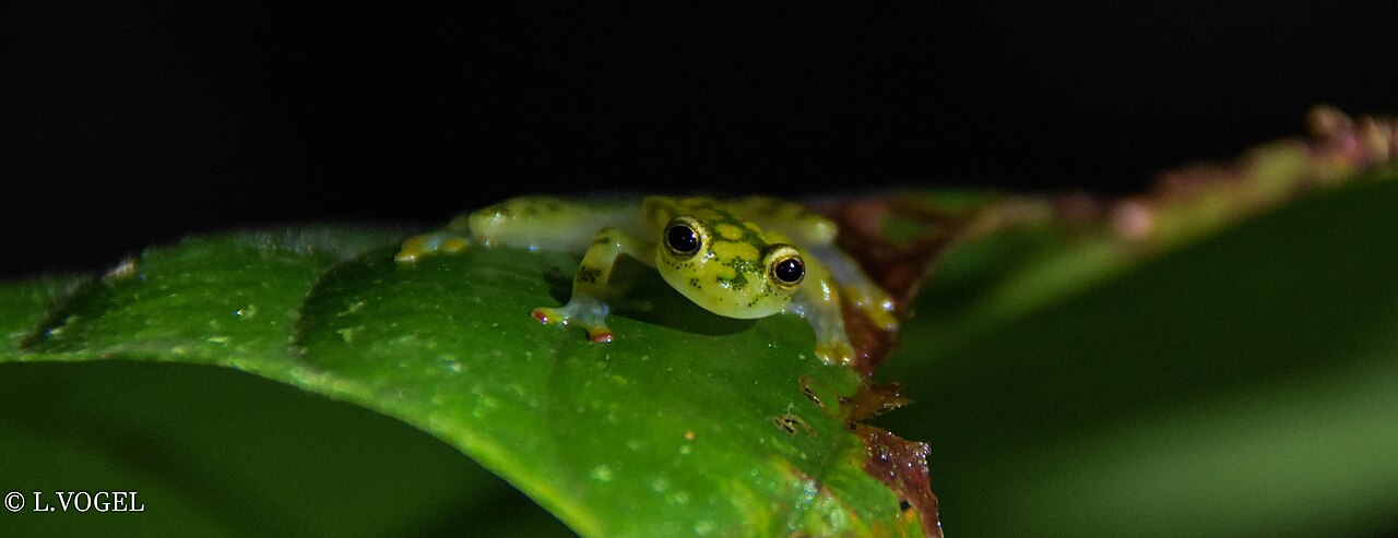 Glass Frog Facts: 5 Traits Behind Its See Through Skin