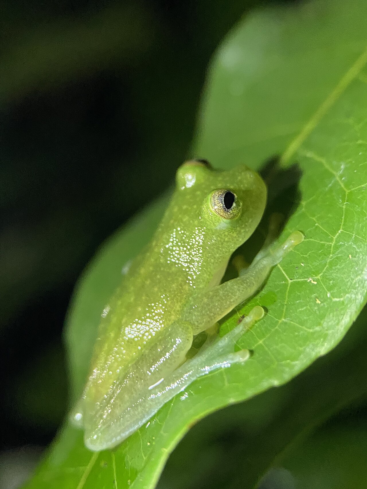 Can Glass Frogs Glow in the Dark?