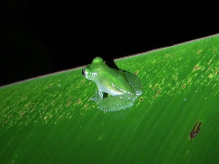 Glass Frog: Why You Can See Its Heart Beating