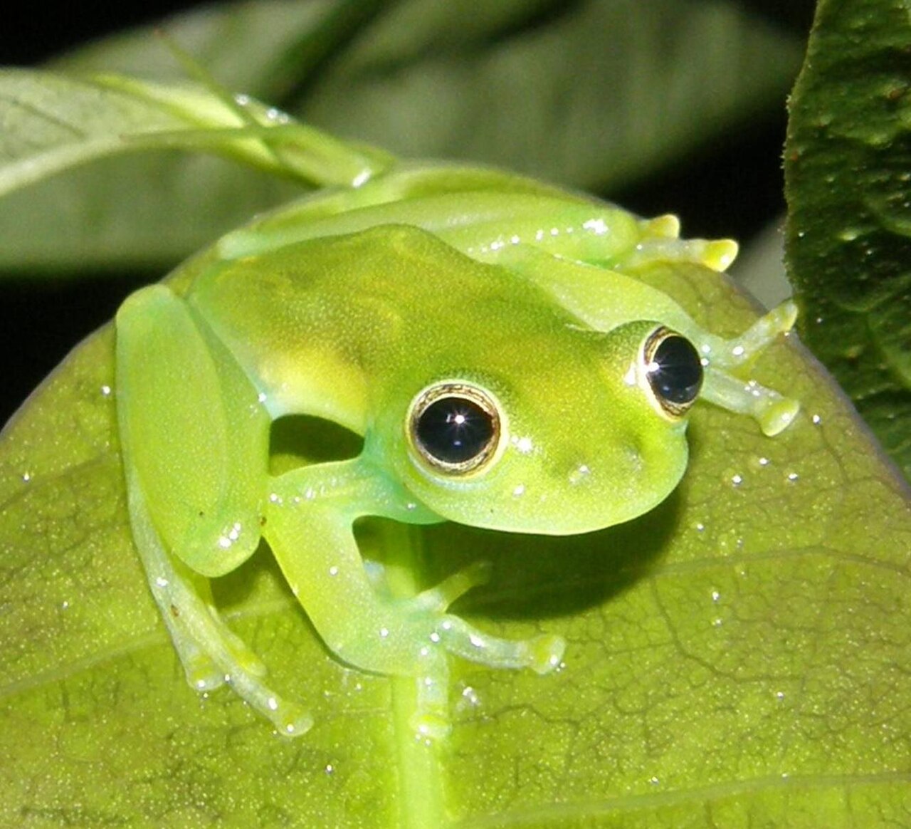 Why Can You See Through a Glass Frog?