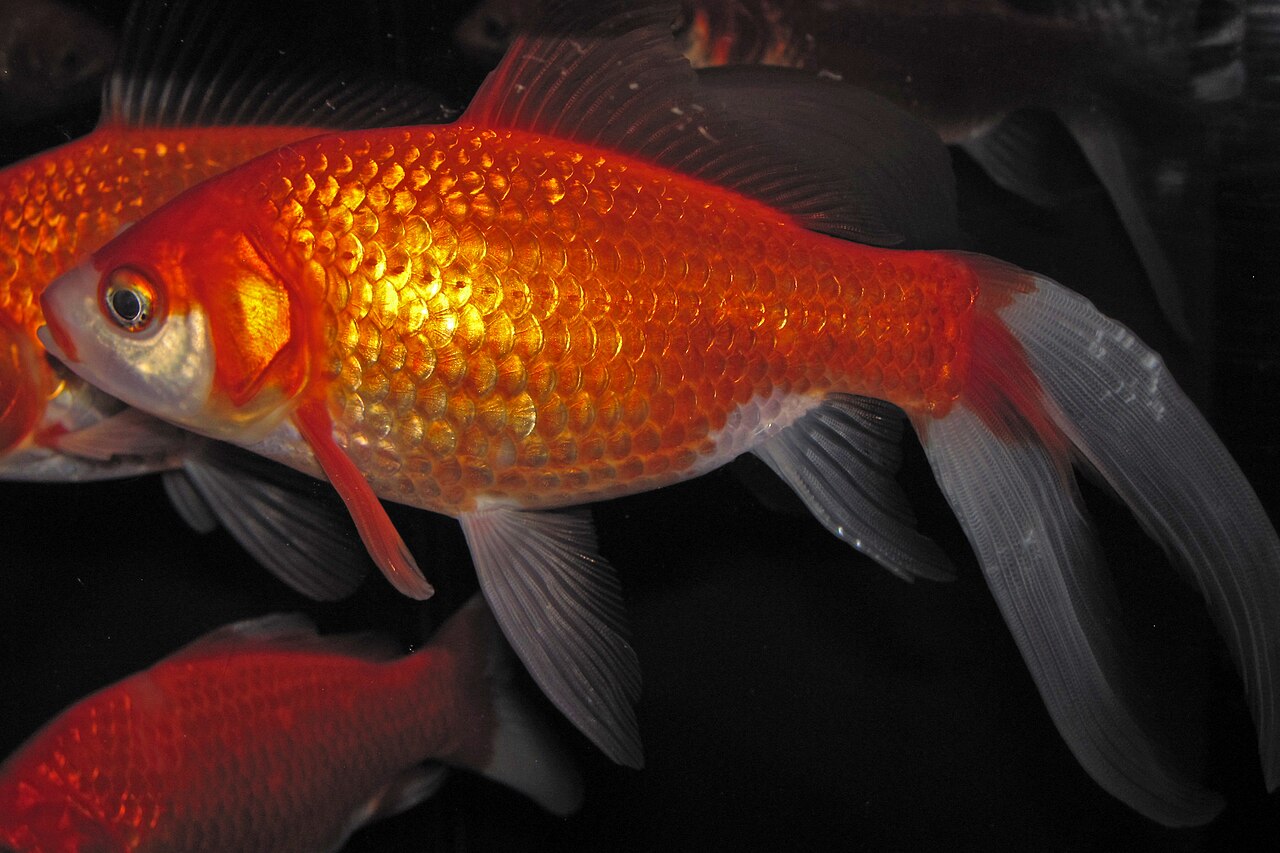 Goldfish Colors: 7 Types and What Determines Them