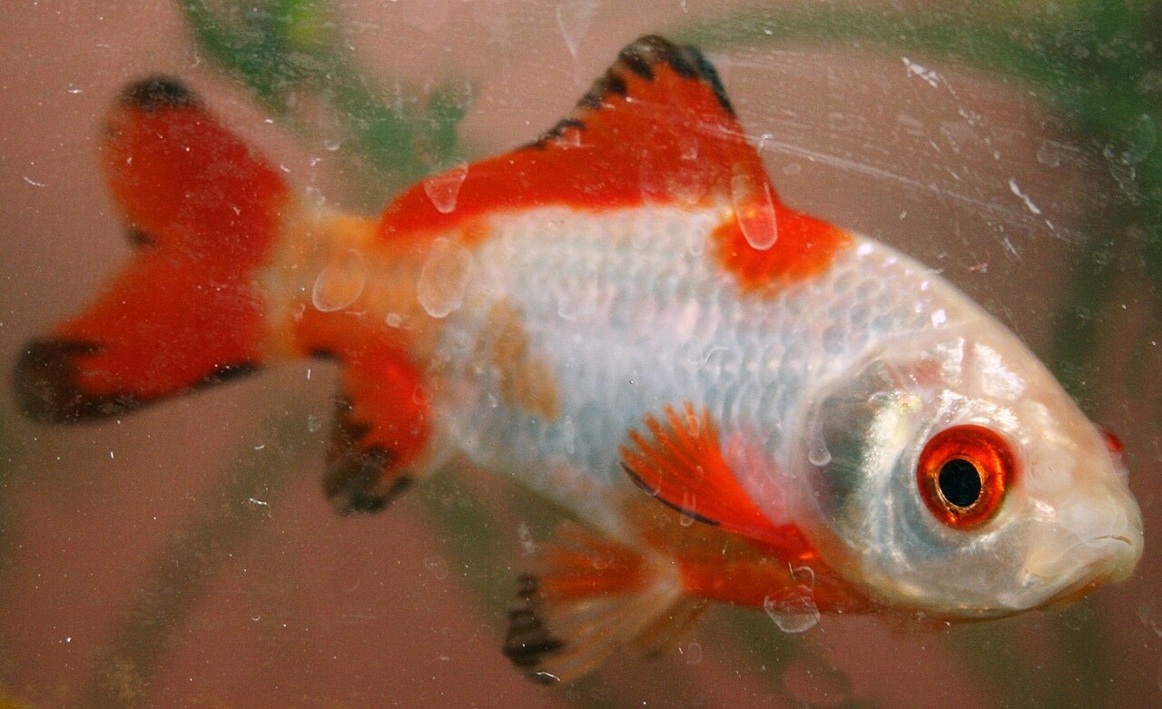 Orange and Gold Goldfish: The Classic Color