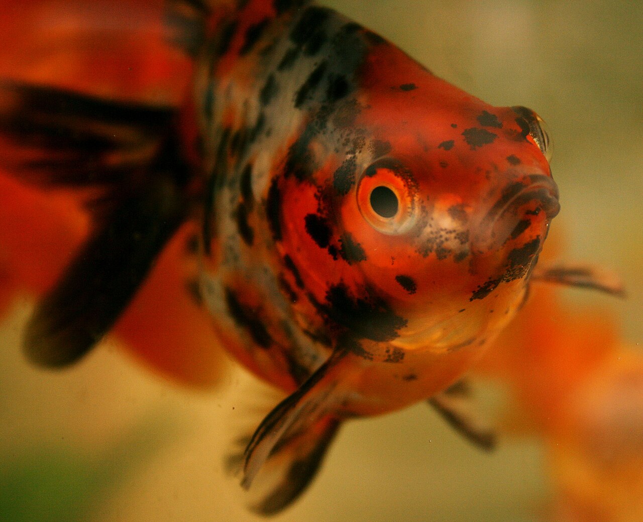 Calico Goldfish: Multi-Color Patterns