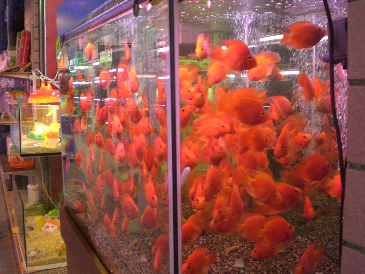 Goldfish Food: What to Feed and How Much