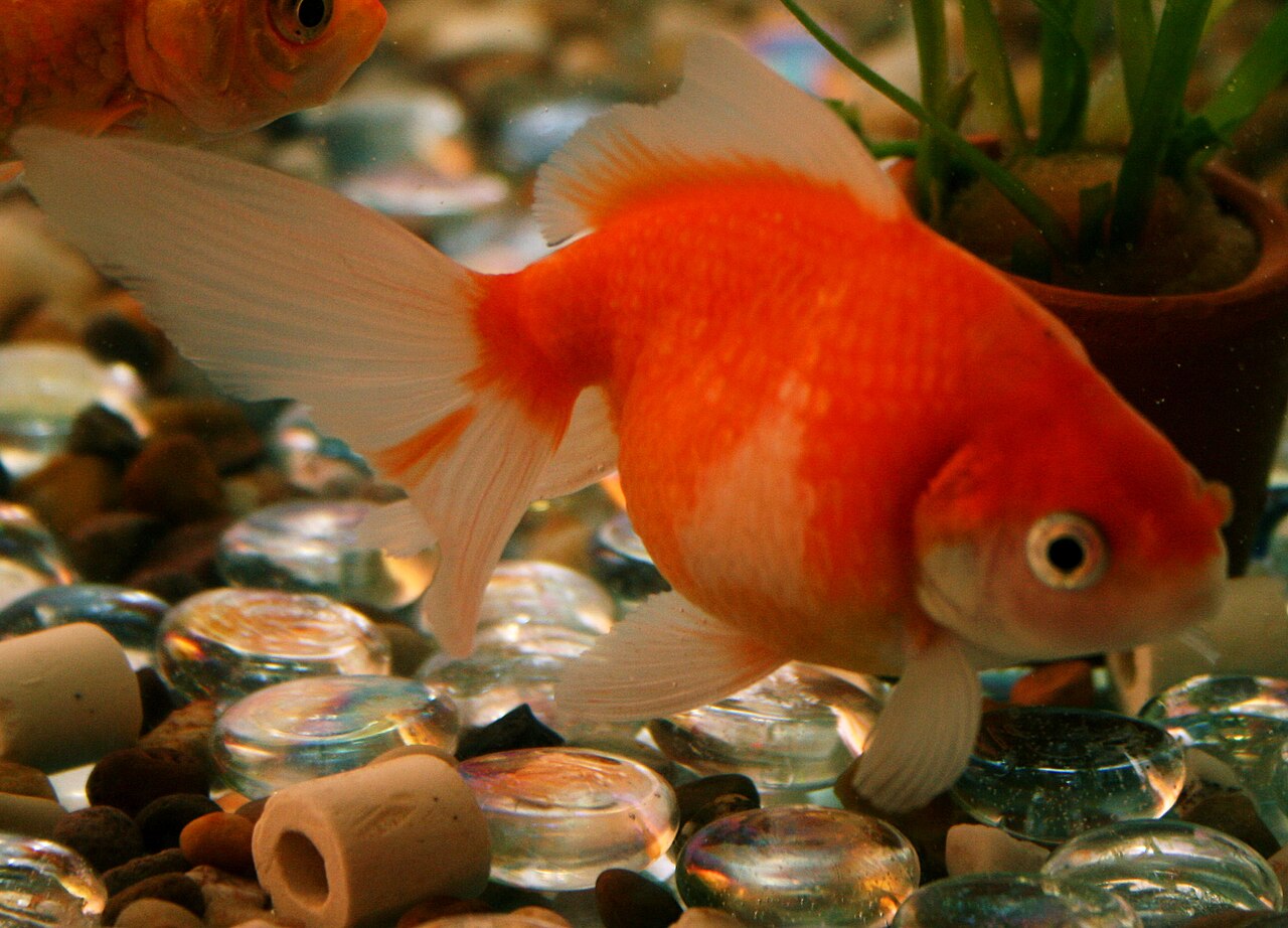 Goldfish: How Long They Live, How Big They Get, and What They Really Need