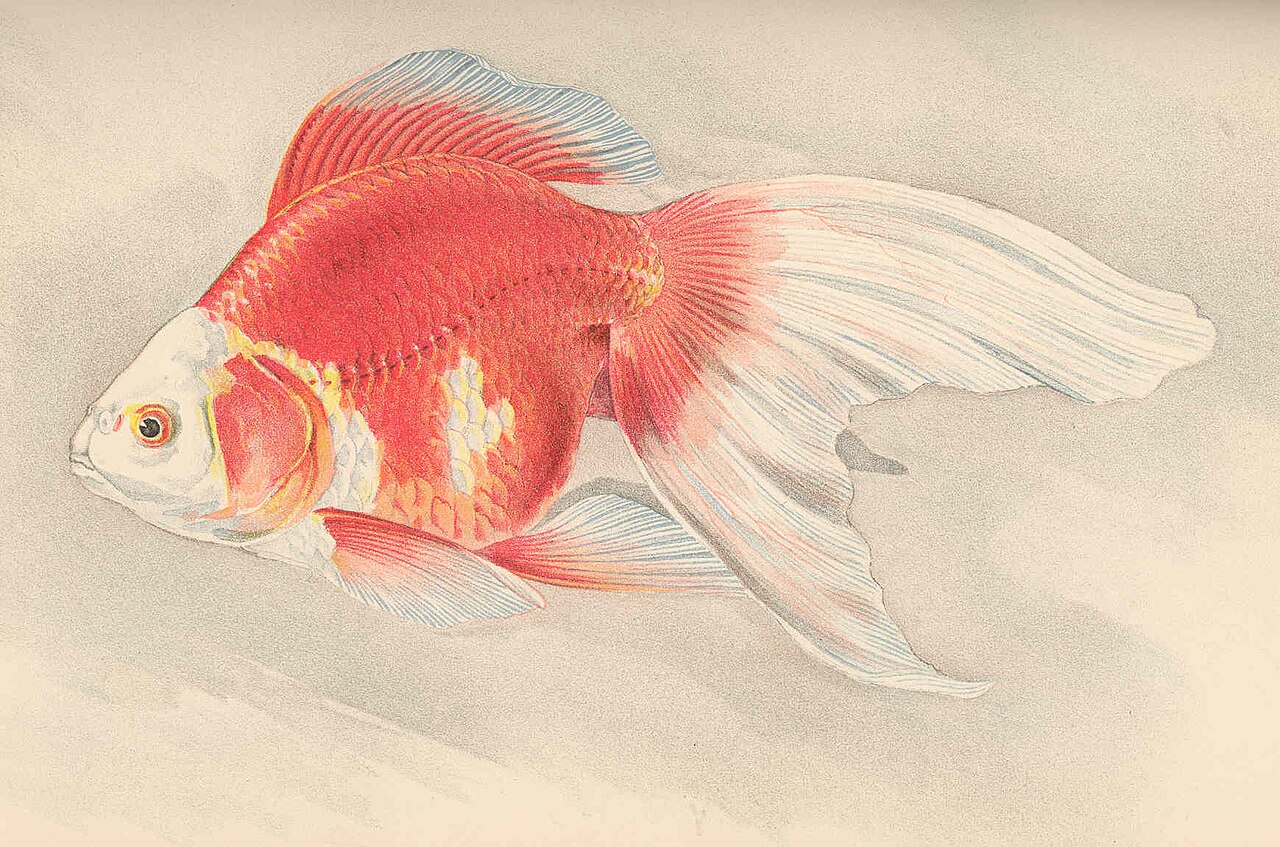 How Big Do Goldfish Get?