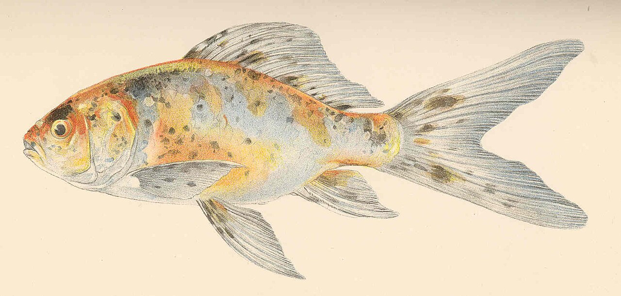 Should I Have 1 or 2 Goldfish?