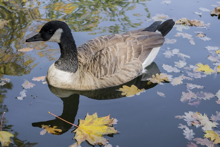 Goose Poop: Identification, Health Risk, and Cleanup