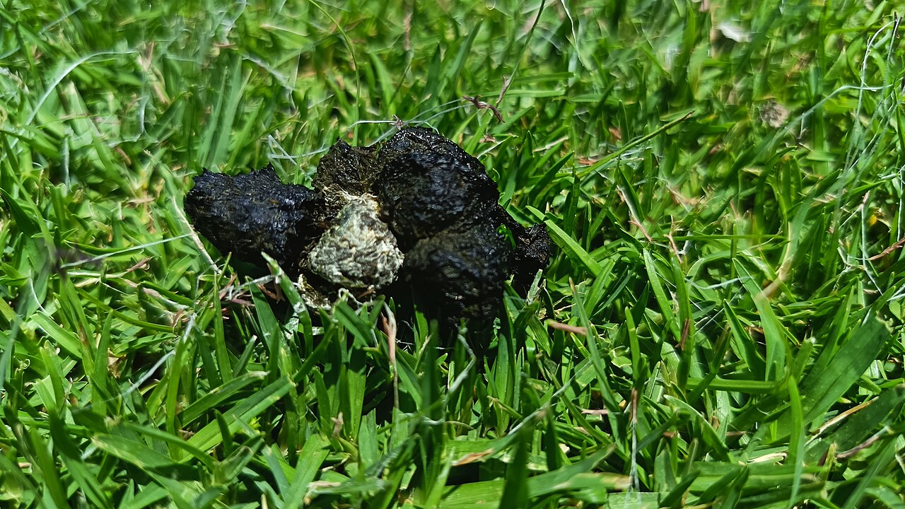 Goose Poop vs Duck and Other Bird Droppings