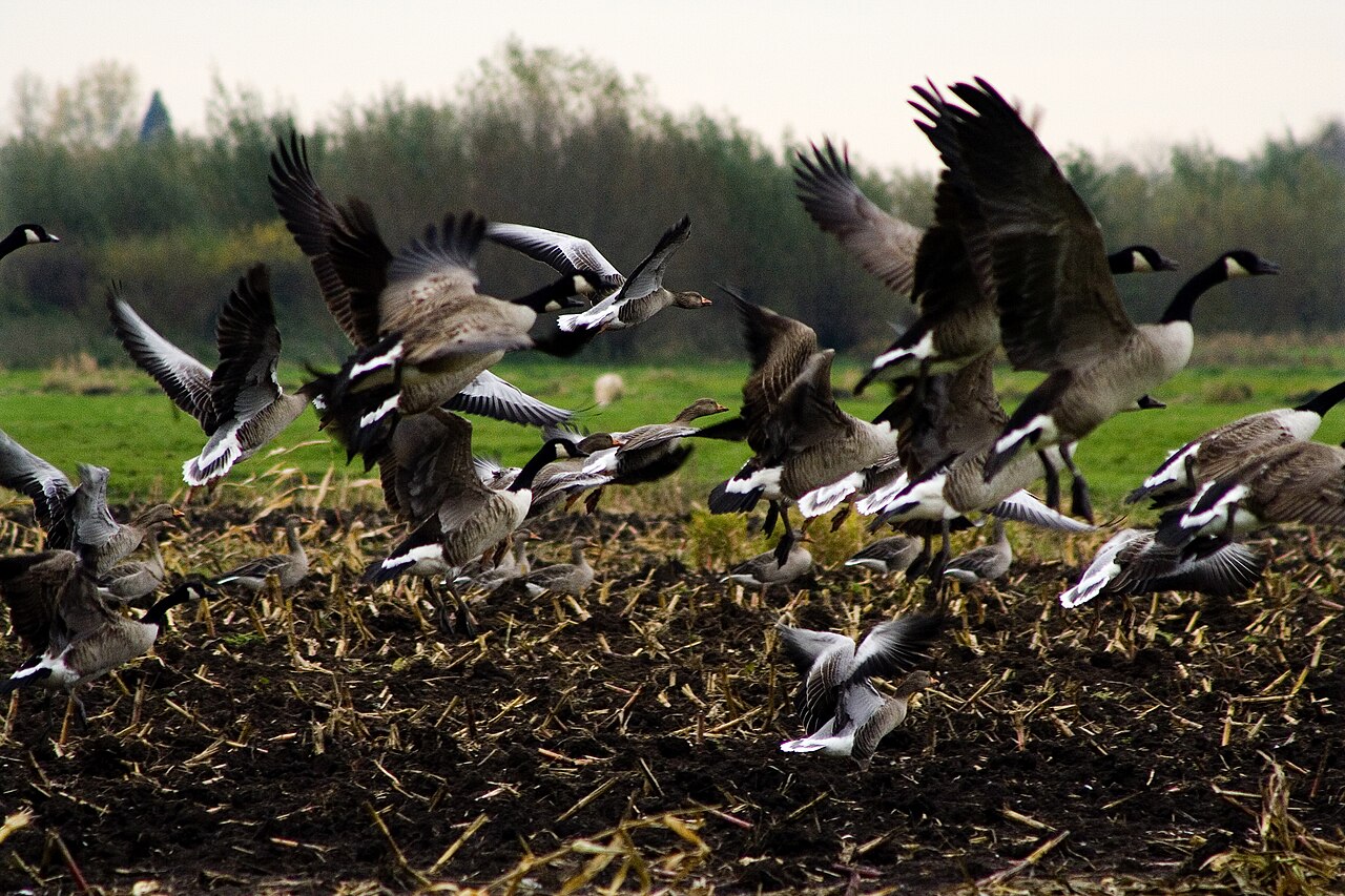 Why Geese Produce So Much