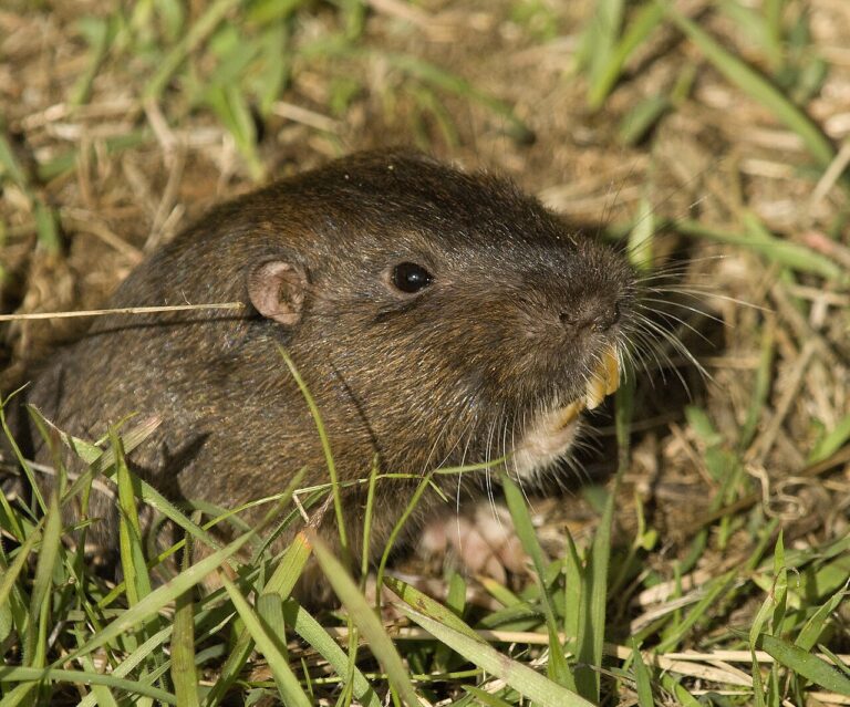 Gopher Sounds: What You Hear and What You Don’t