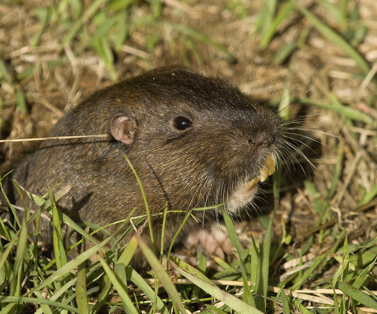 Gopher Sounds: What You Hear and What You Don’t