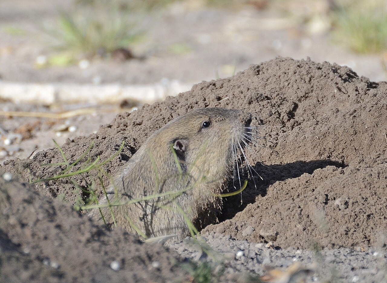 What Sounds Are Mistaken for Gophers?
