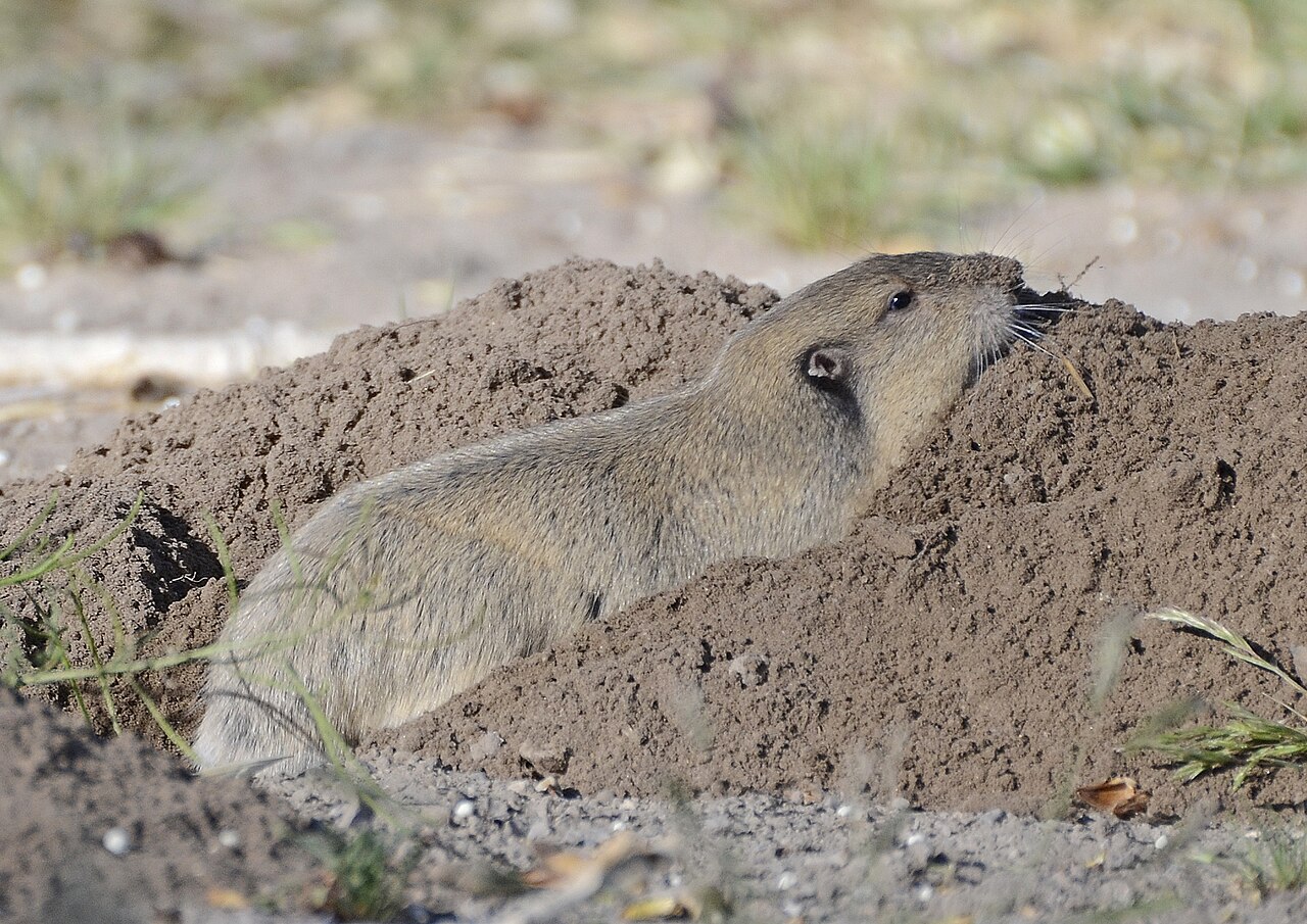 How Do You Tell if You Have Gophers?