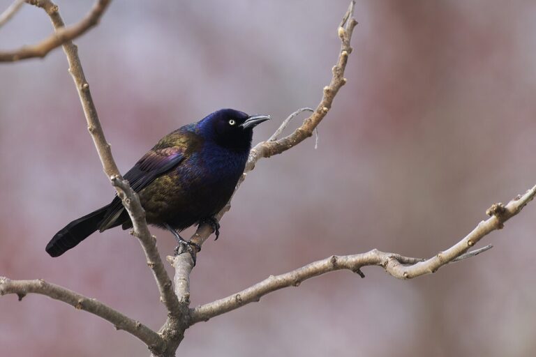 Grackle Sound: Why They Squeal Like a Rusty Gate