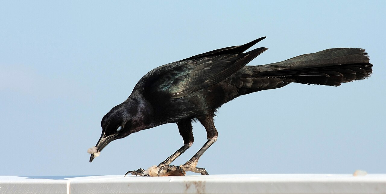 The Common Grackle's Rusty Gate Song