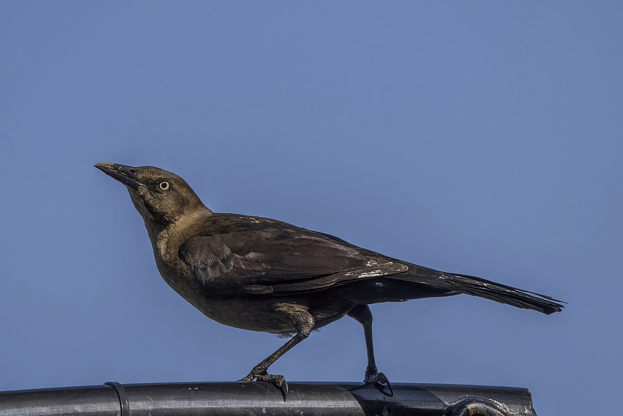 Great-tailed and Boat-tailed Grackle Calls