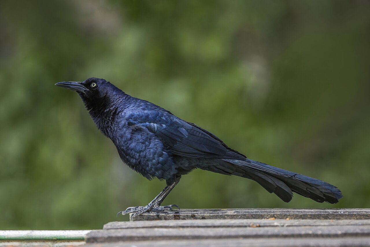 Why Are Grackles So Noisy?