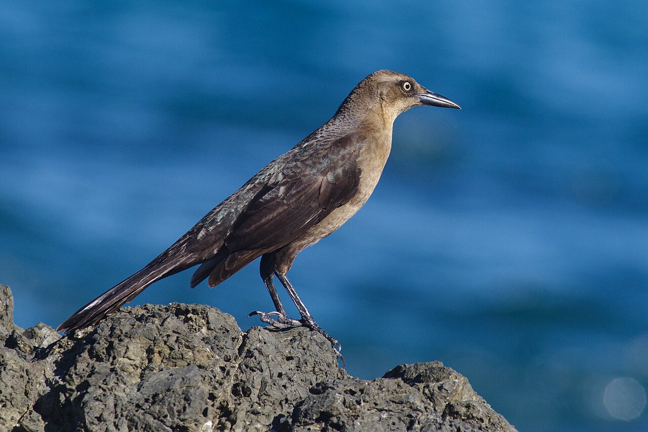 What Is the Most Obnoxious Bird Call?