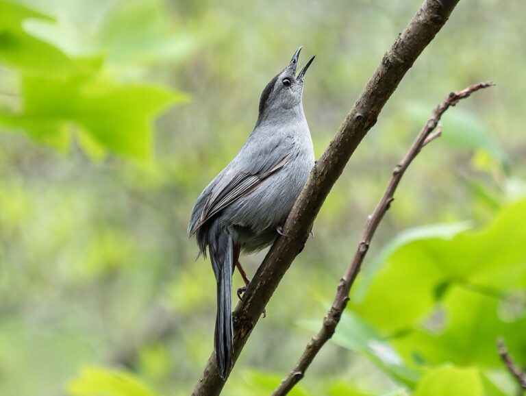 Gray Bird: Species Identification Guide