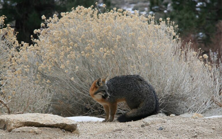 Gray Fox: Identification, Range, and Why It Climbs Trees